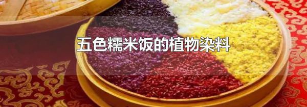 五色糯米饭的植物染料