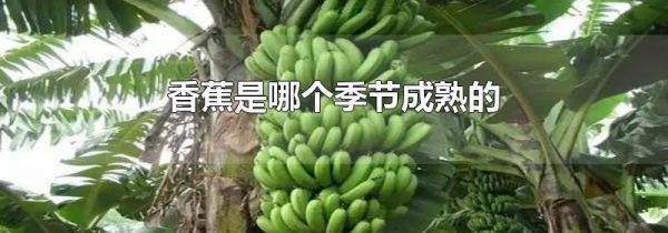 香蕉是哪个季节成熟的