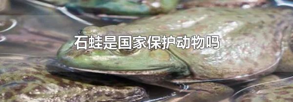 石蛙是国家保护动物吗