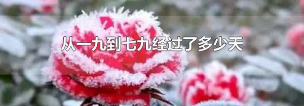 从一九到七九经过了多少天