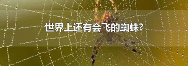 世界上还有会飞的蜘蛛?