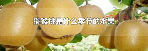 猕猴桃是什么季节的水果