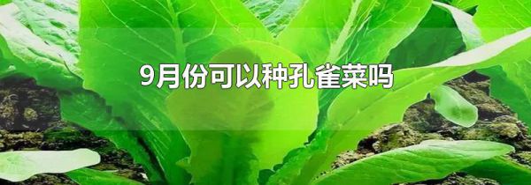 9月份可以种孔雀菜吗