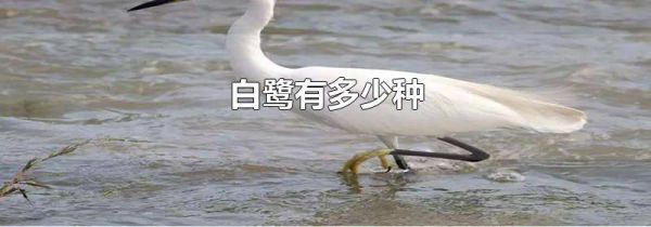 白鹭有多少种