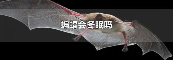 蝙蝠会冬眠吗