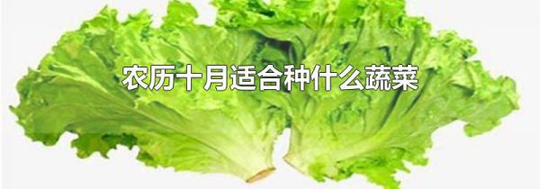 农历十月适合种什么蔬菜