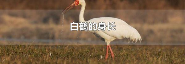 白鹤的身长