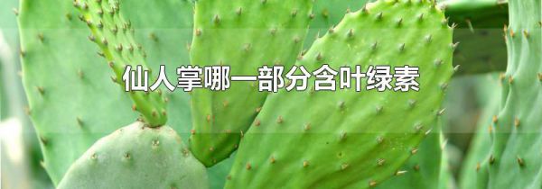 仙人掌哪一部分含叶绿素