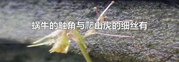 蜗牛的触角与爬山虎的细丝有什么相似之处