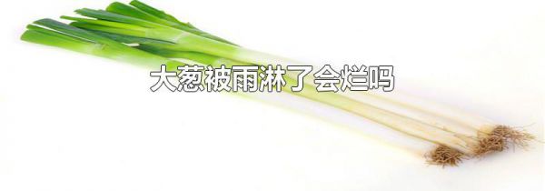 大葱被雨淋了会烂吗