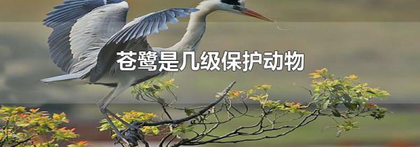 苍鹭是几级保护动物