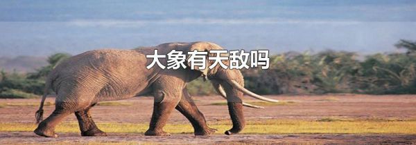 大象有天敌吗