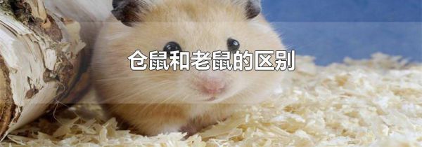 仓鼠和老鼠的区别