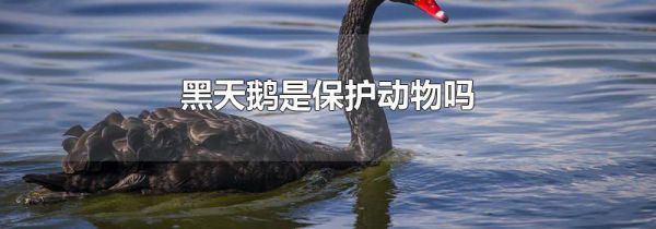 黑天鹅是保护动物吗