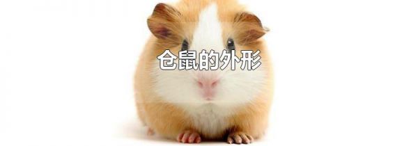 仓鼠的外形