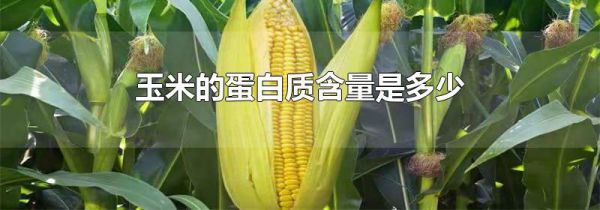 玉米的蛋白质含量是多少