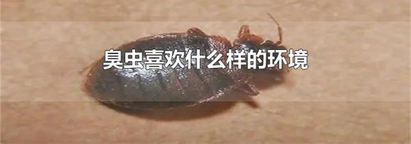臭虫喜欢什么样的环境