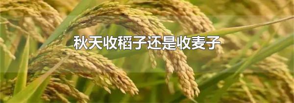 秋天收稻子还是收麦子
