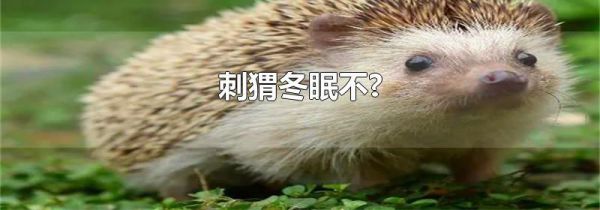 刺猬冬眠不?