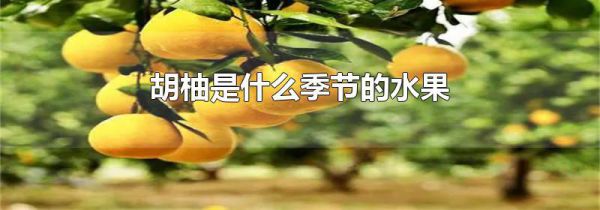 胡柚是什么季节的水果