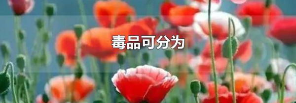 毒品可分为