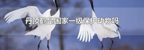 丹顶鹤是国家一级保护动物吗