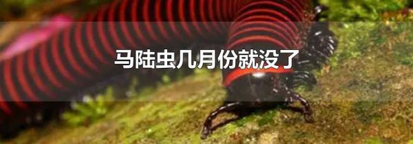 马陆虫几月份就没了