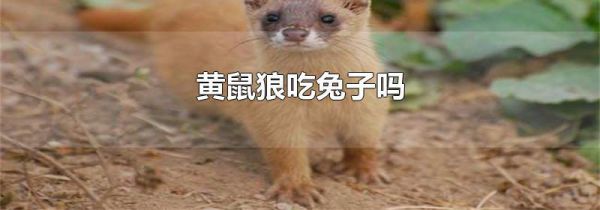 黄鼠狼吃兔子吗