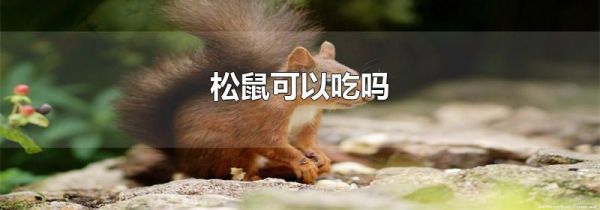 松鼠可以吃吗