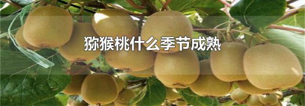 猕猴桃什么季节成熟