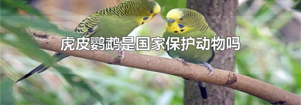 虎皮鹦鹉是国家保护动物吗