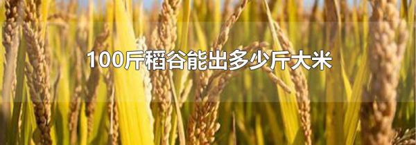100斤稻谷能出多少斤大米