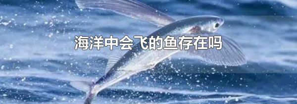 海洋中会飞的鱼存在吗