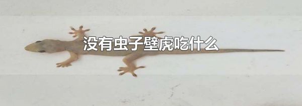 没有虫子壁虎吃什么