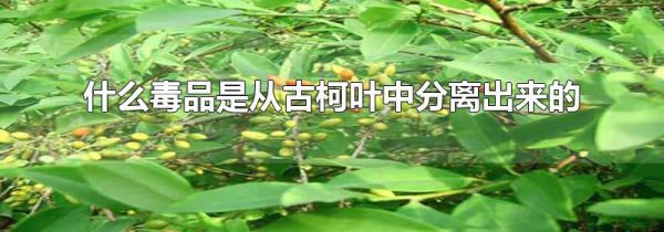 什么毒品是从古柯叶中分离出来的