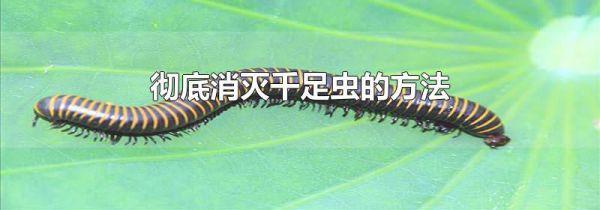 彻底消灭千足虫的方法