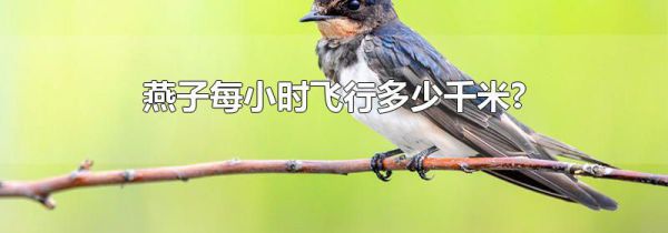 燕子每小时飞行多少千米?