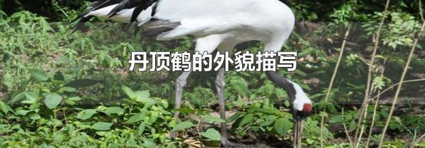丹顶鹤的外貌描写