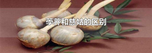 荸荠和慈姑的区别