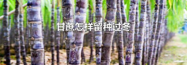 甘蔗怎样留种过冬