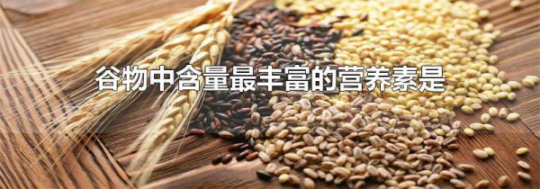 谷物中含量最丰富的营养素是