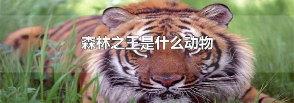 森林之王是什么动物