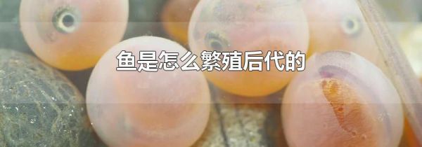 鱼是怎么繁殖后代的