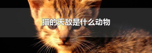 猫的天敌是什么动物