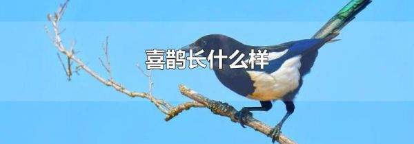 喜鹊长什么样
