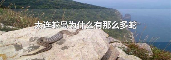 大连蛇岛为什么有那么多蛇