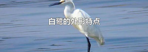 白鹭的外形特点