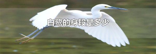 白鹭的身段是多少