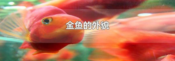 金鱼的外貌