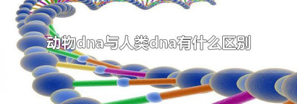 动物dna与人类dna有什么区别